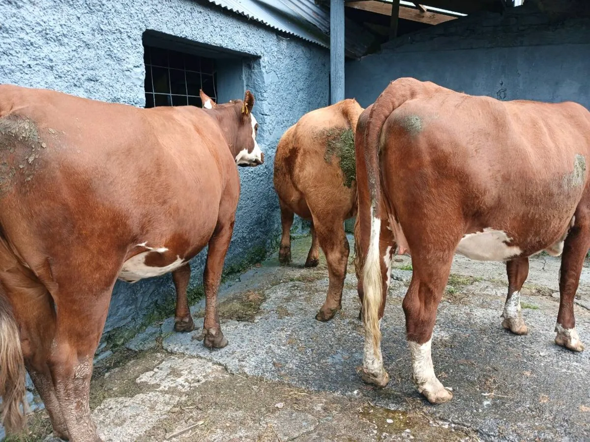 3 in-calf heifers - Image 1