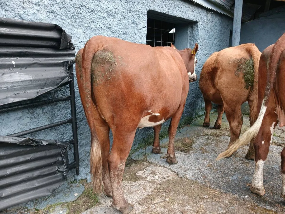 3 in-calf heifers - Image 3