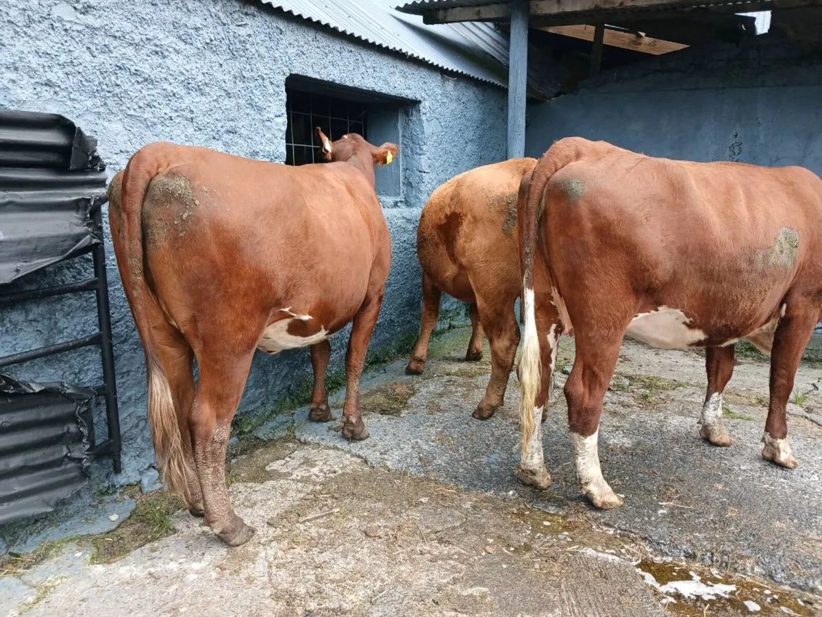 3 in-calf heifers - Image 4