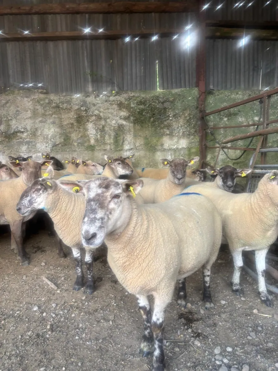 18 hoggets for sale - Image 1