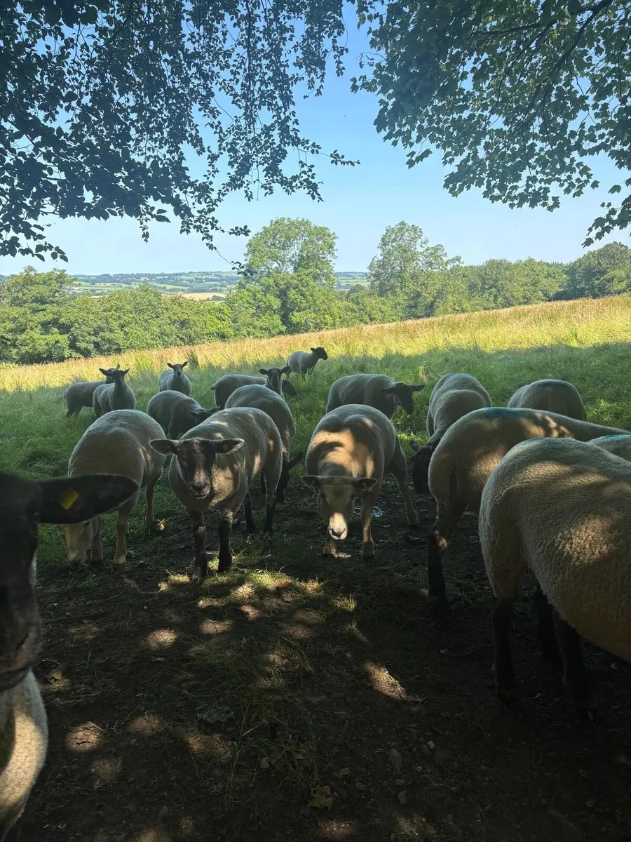 18 hoggets for sale - Image 4
