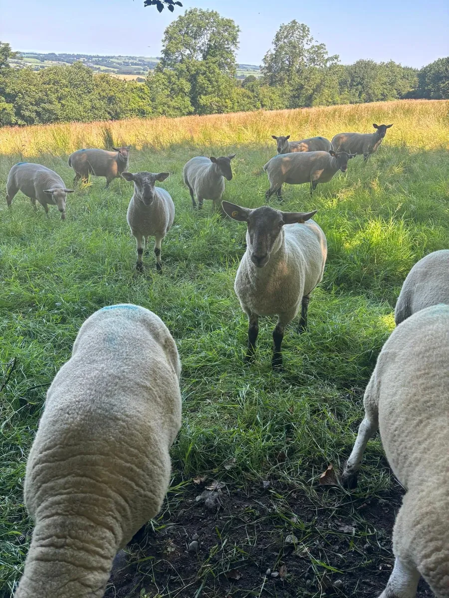 18 hoggets for sale - Image 2