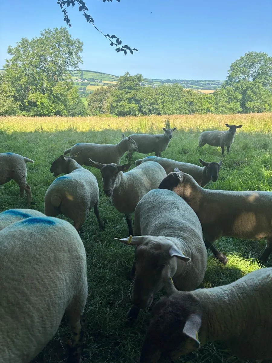 18 hoggets for sale - Image 3