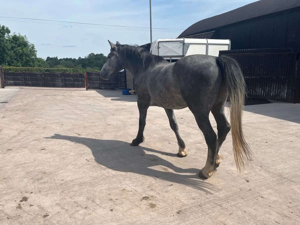 Gelding for sale - Image 2