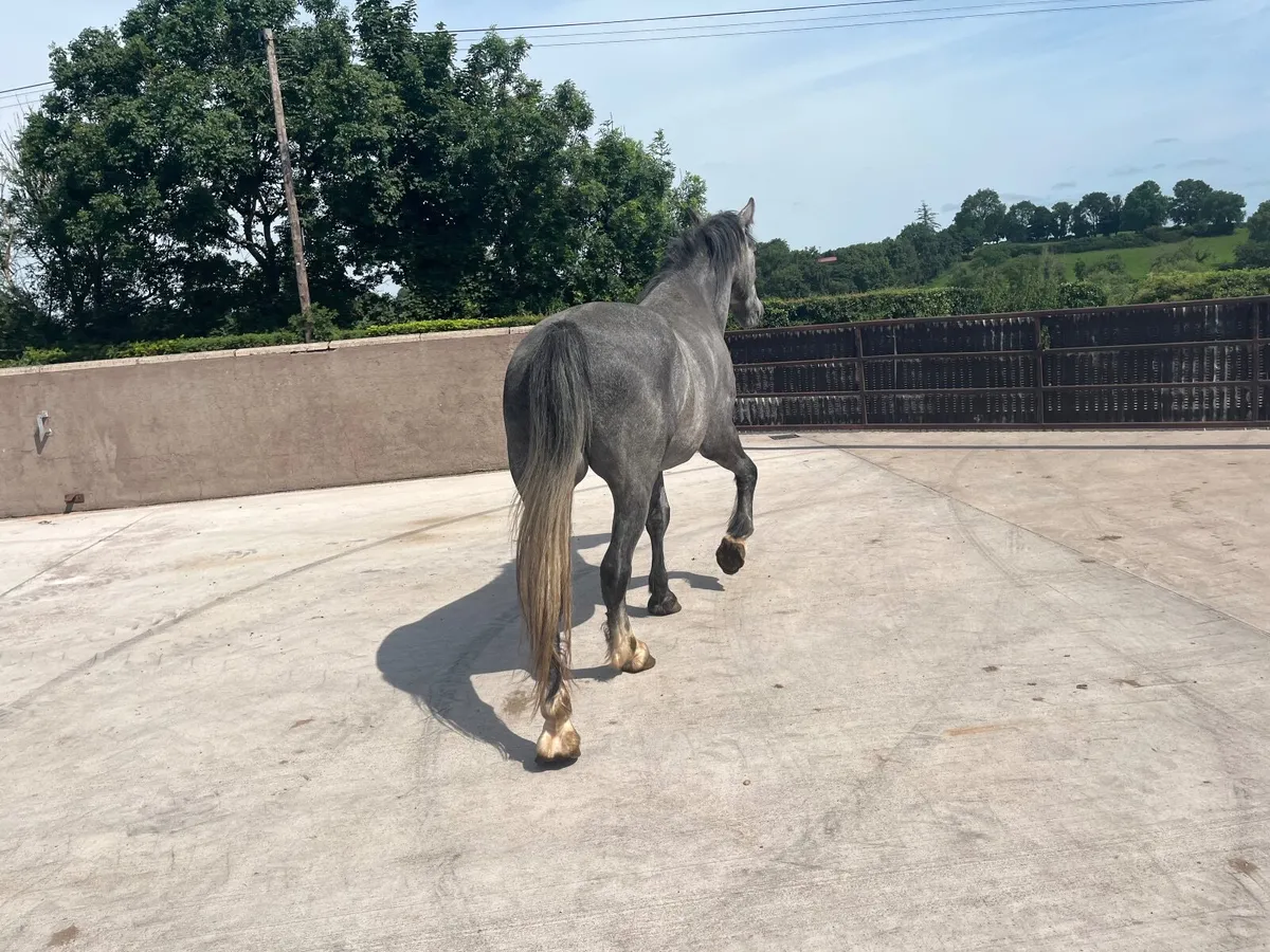 Gelding for sale - Image 1