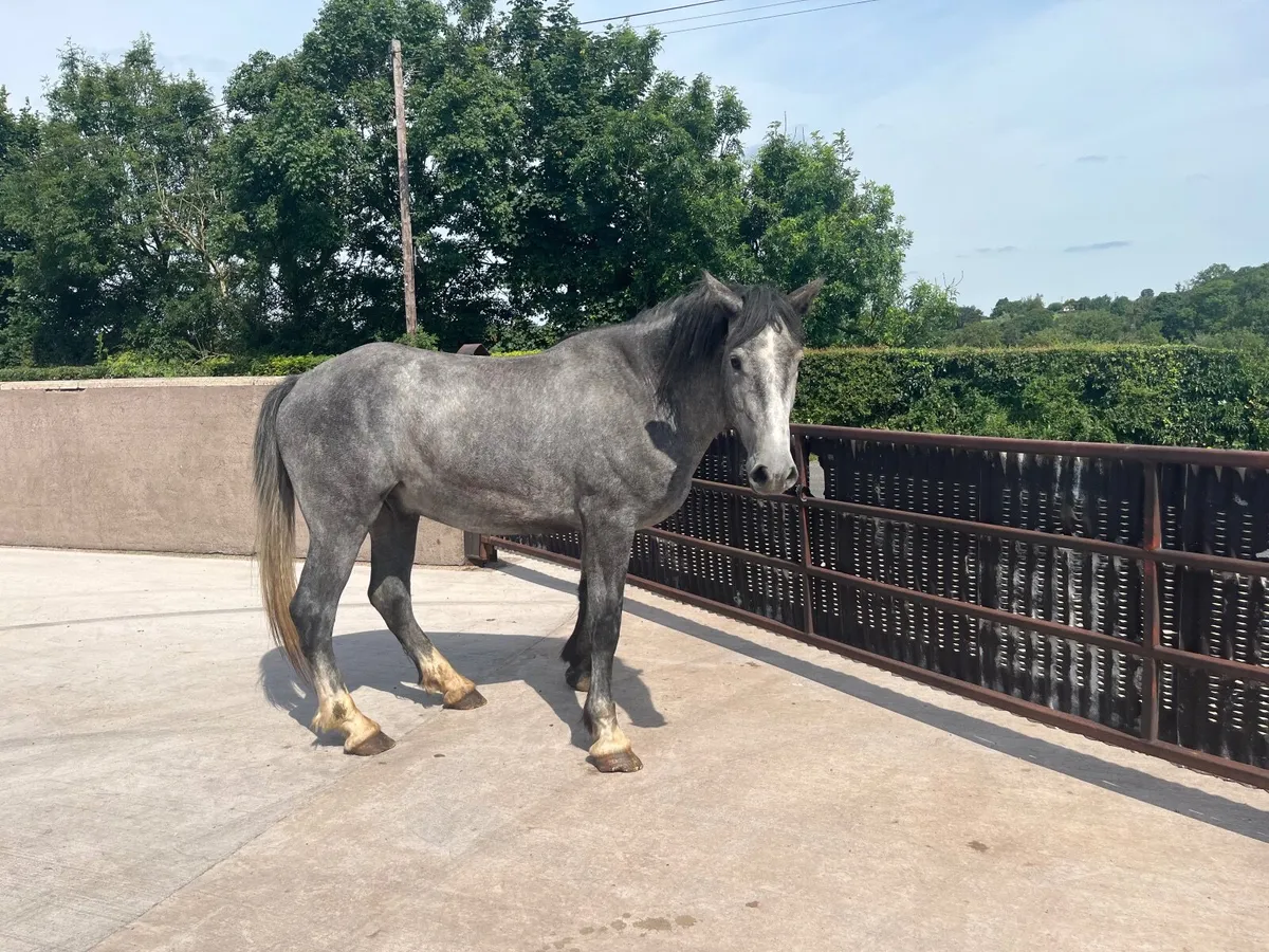 Gelding for sale - Image 4