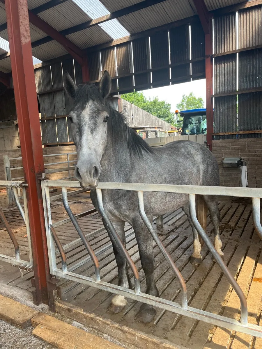 Gelding for sale - Image 3