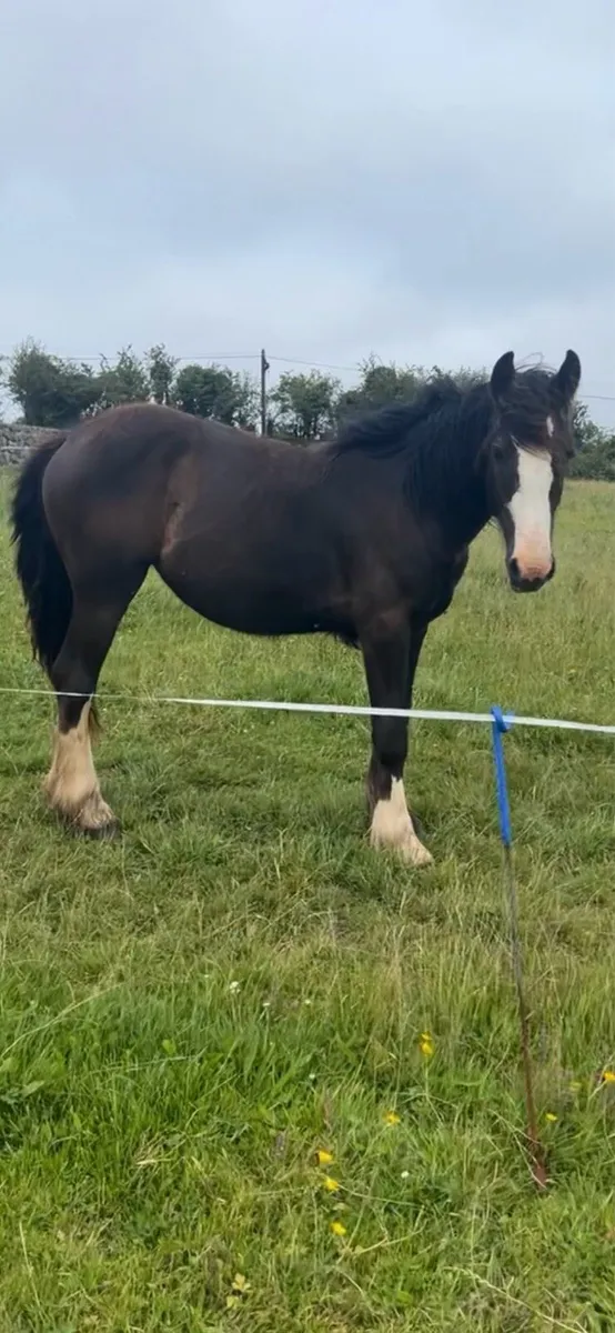 Yearling cob filly - Image 3