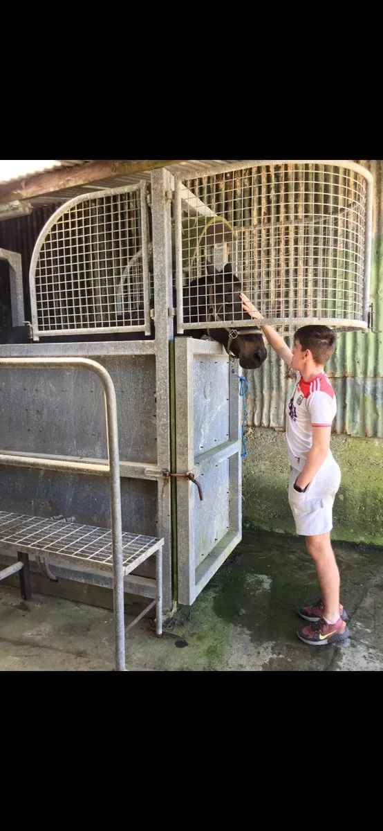 Equine hydrotherapy spa - Image 4