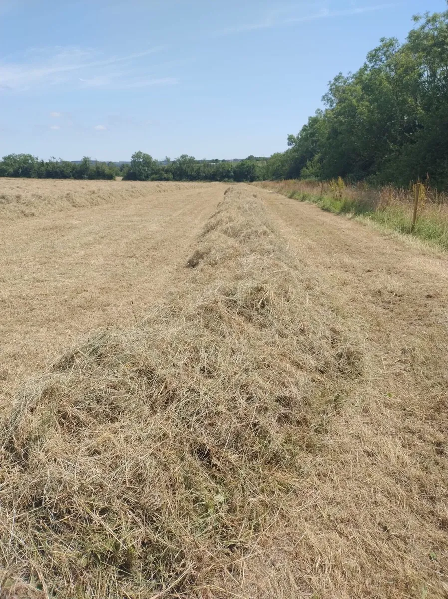ORGANIC HAY - Image 1