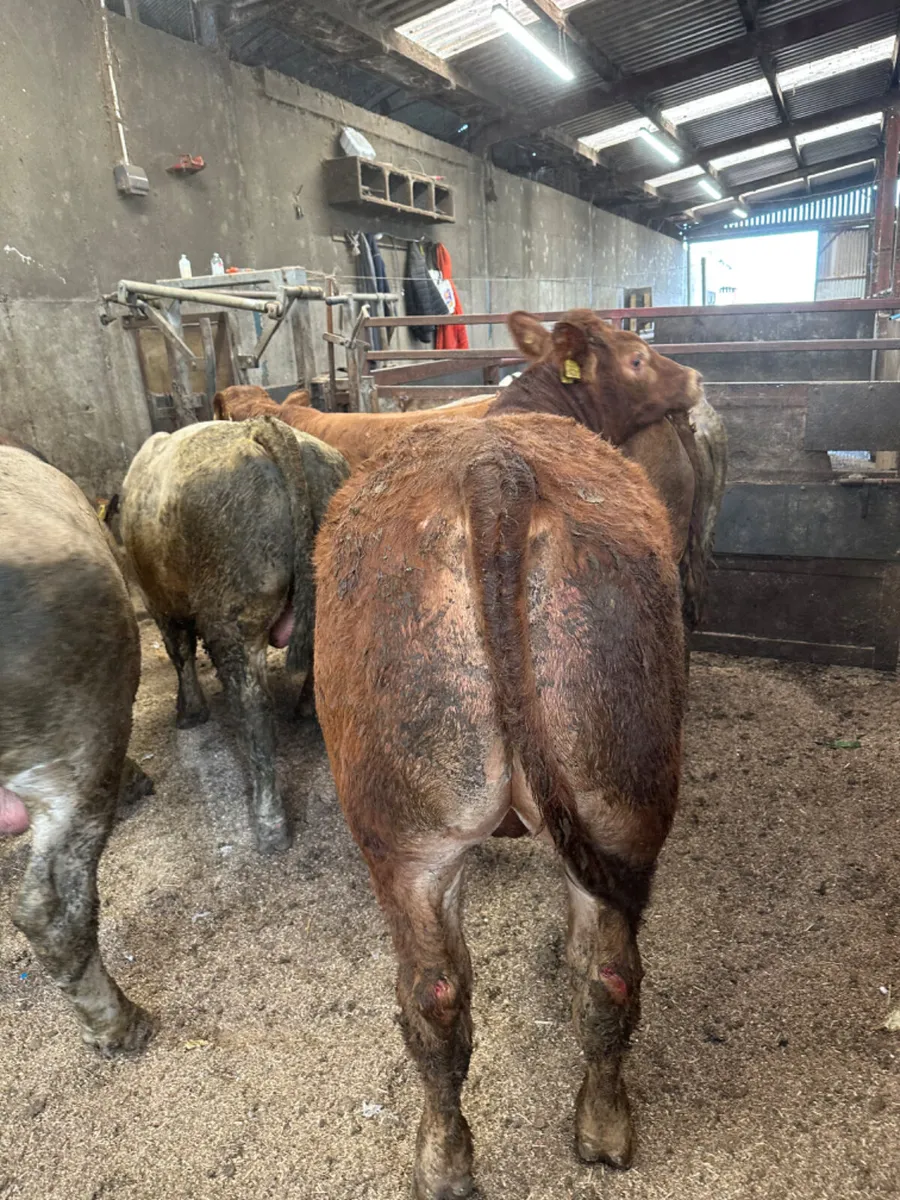 Forward bulls - Image 1