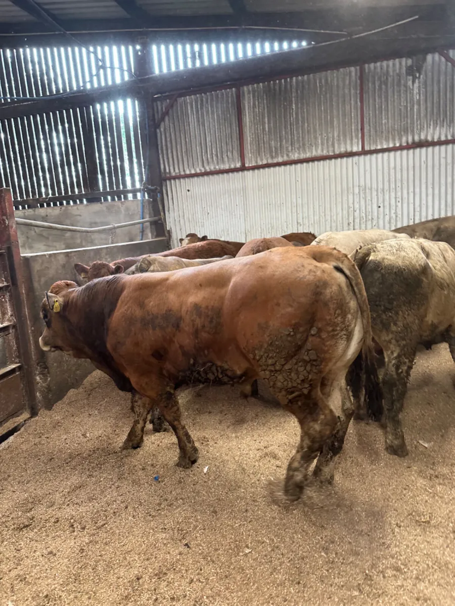 Forward bulls - Image 3