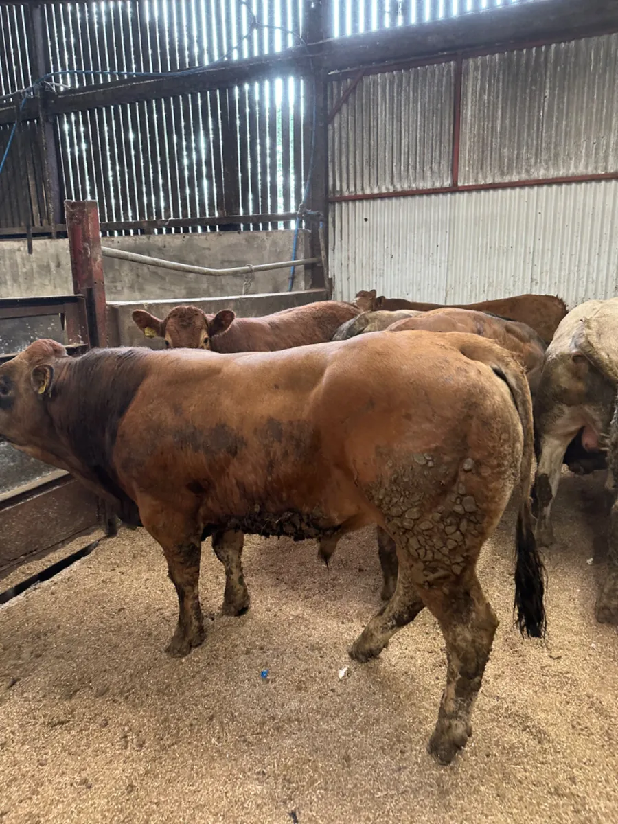Forward bulls - Image 4