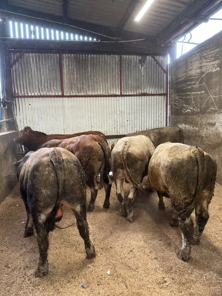 Forward bulls - Image 2