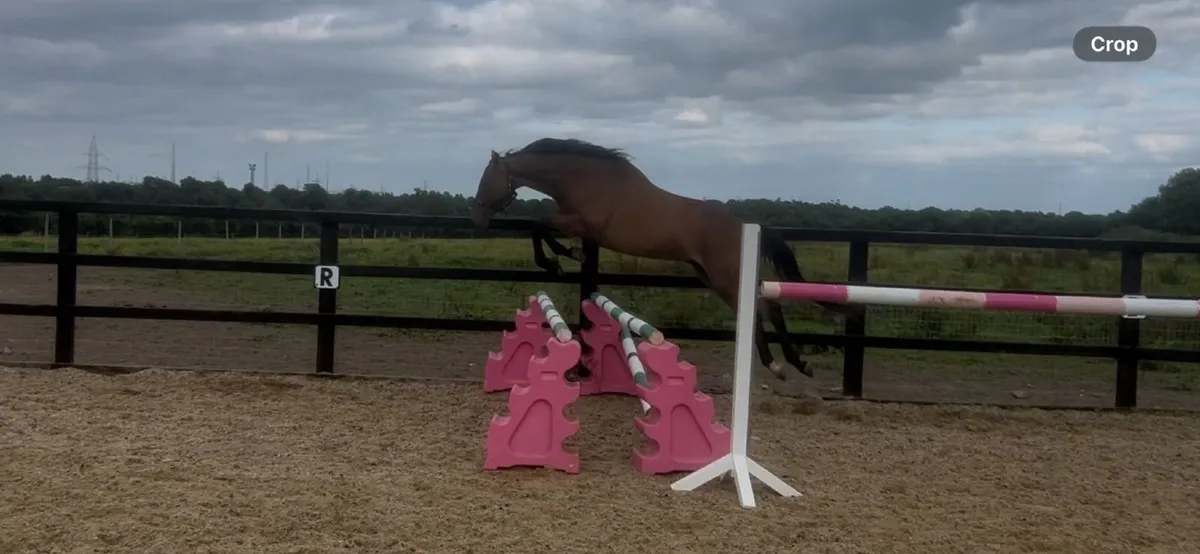 Horse for sale - Image 1