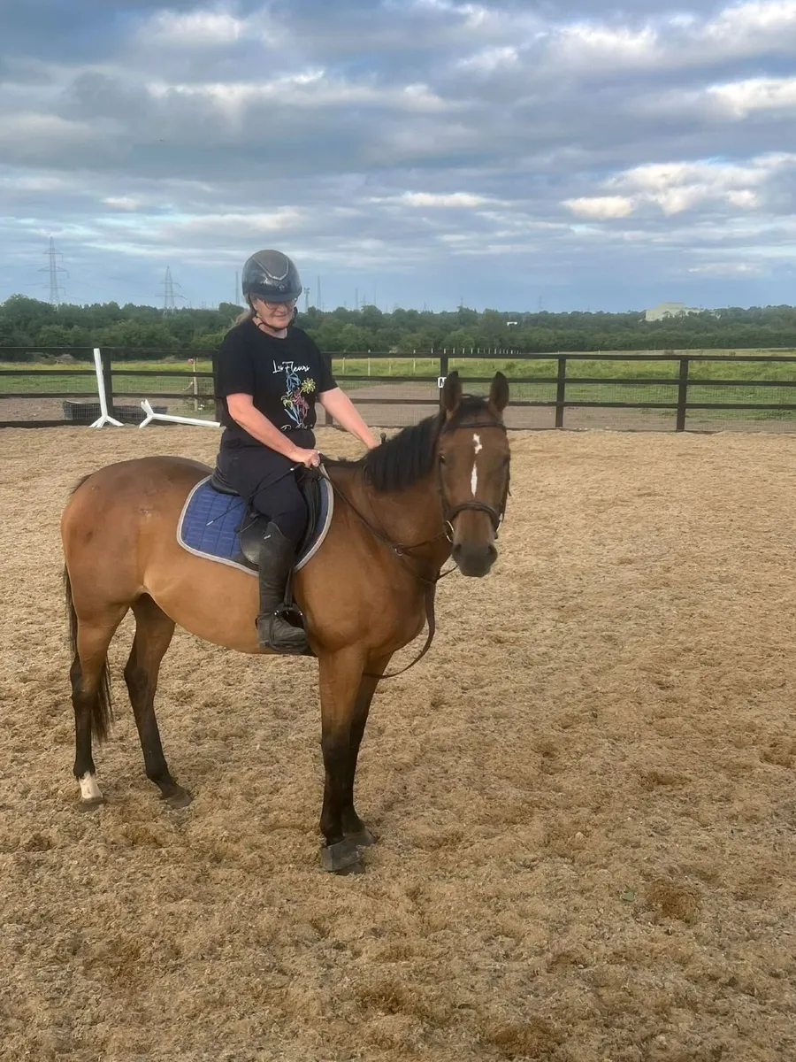 Horse for sale - Image 2