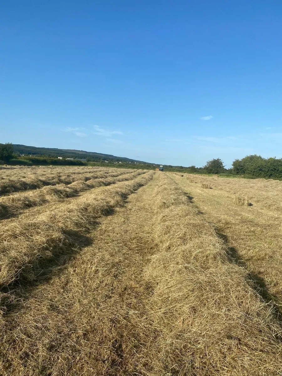 Quality square bales of hay - Image 2