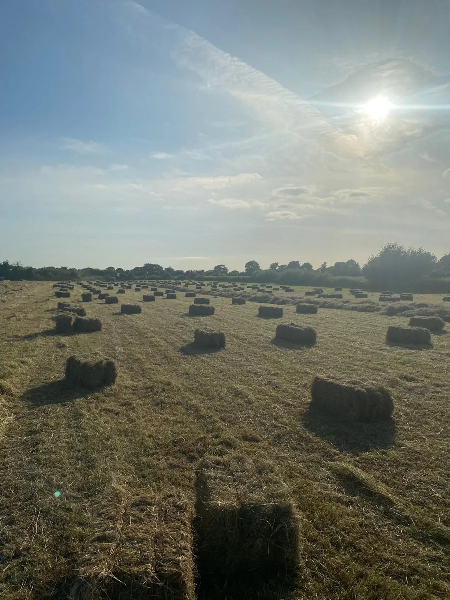 Quality square bales of hay - Image 3