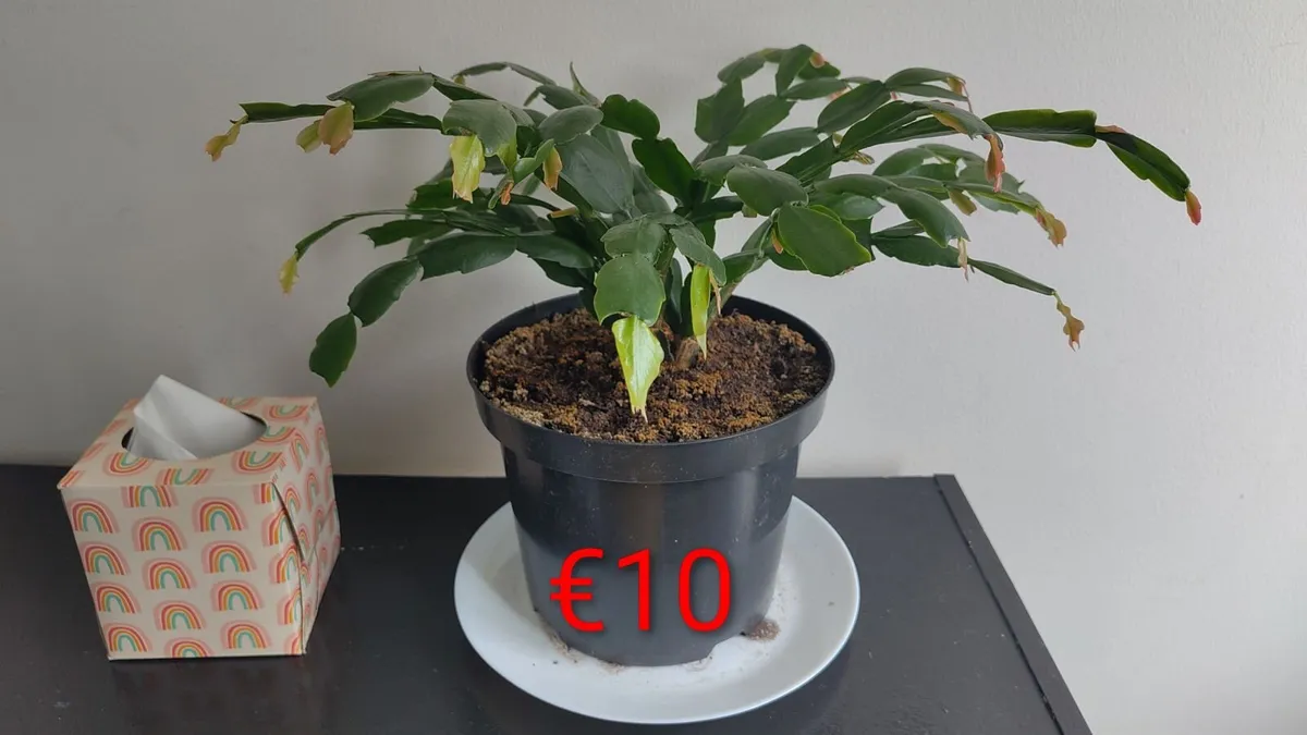 Christmas cactus plants - Image 4