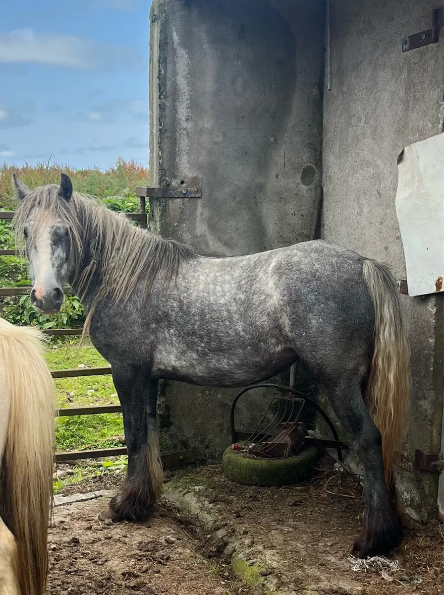 3 year old cob - Image 1