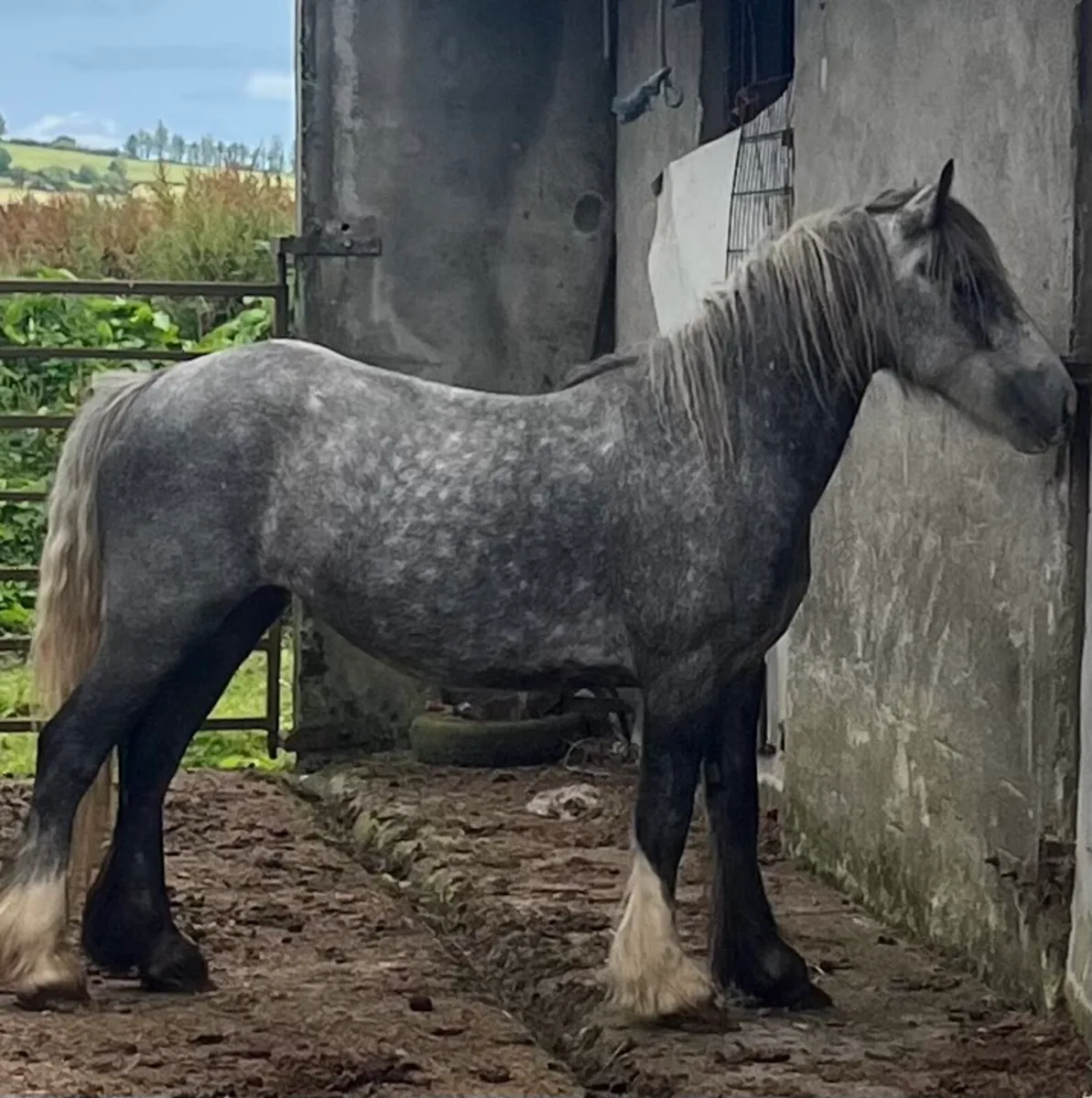 3 year old cob - Image 2