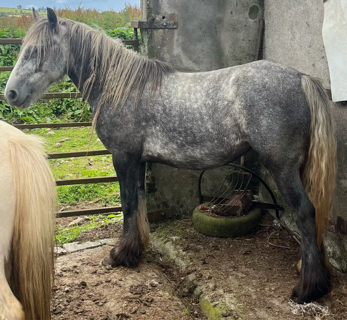 3 year old cob - Image 3
