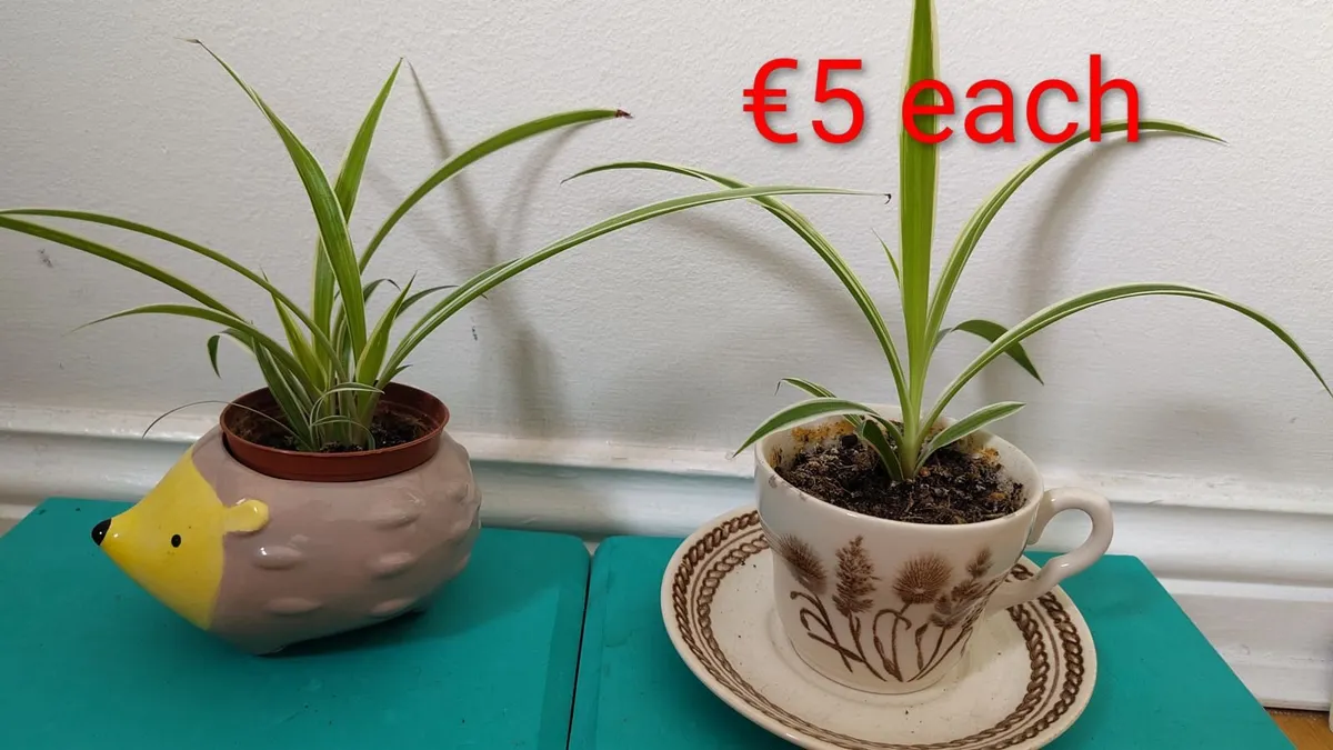 Spider plants - Image 2