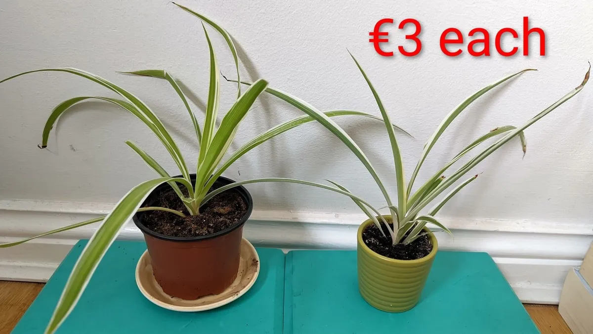 Spider plants - Image 1