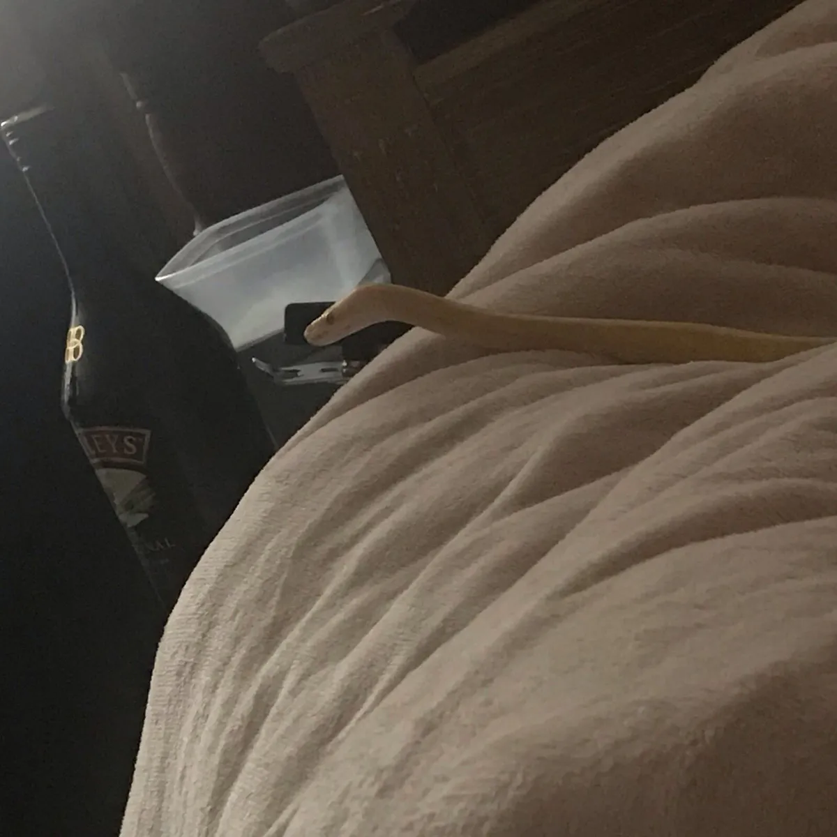 Albino G-Stripe Ball Python Female - Image 3