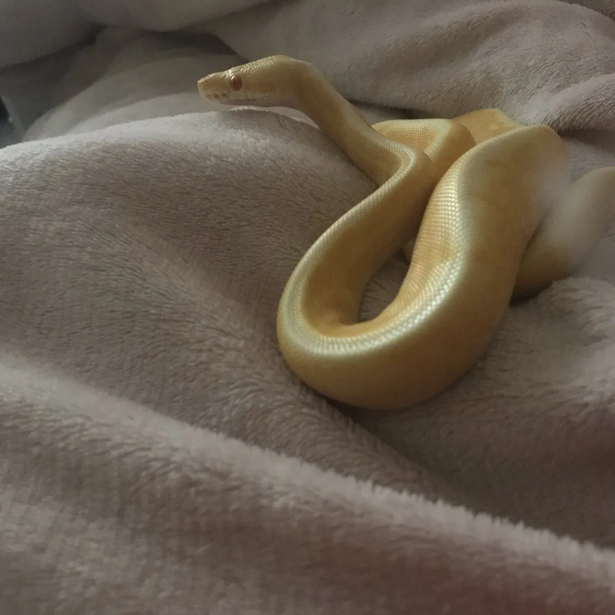 Albino G-Stripe Ball Python Female - Image 1