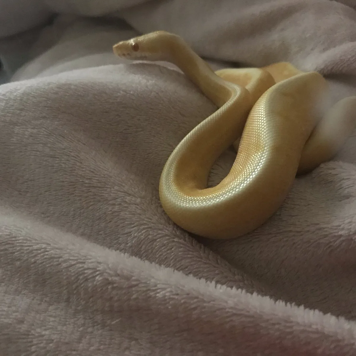 Albino G-Stripe Ball Python Female - Image 2