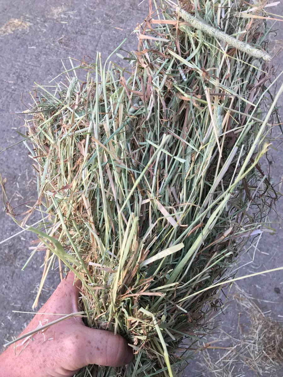 **Top Quality Horse Hay!!** 6x3x2 / Coffin Bales!! - Image 3