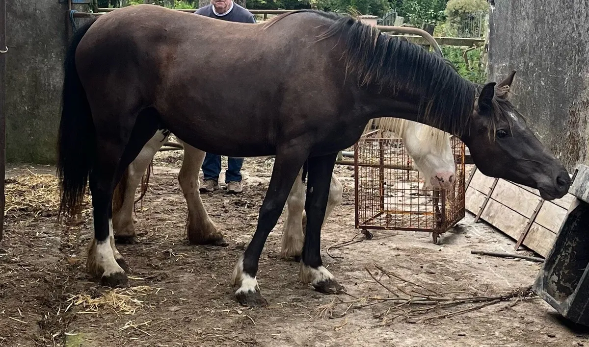 4 year Cob Mare - Image 1