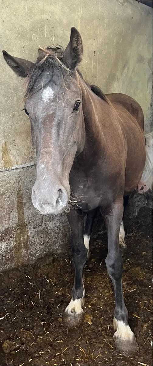 4 year Cob Mare - Image 2
