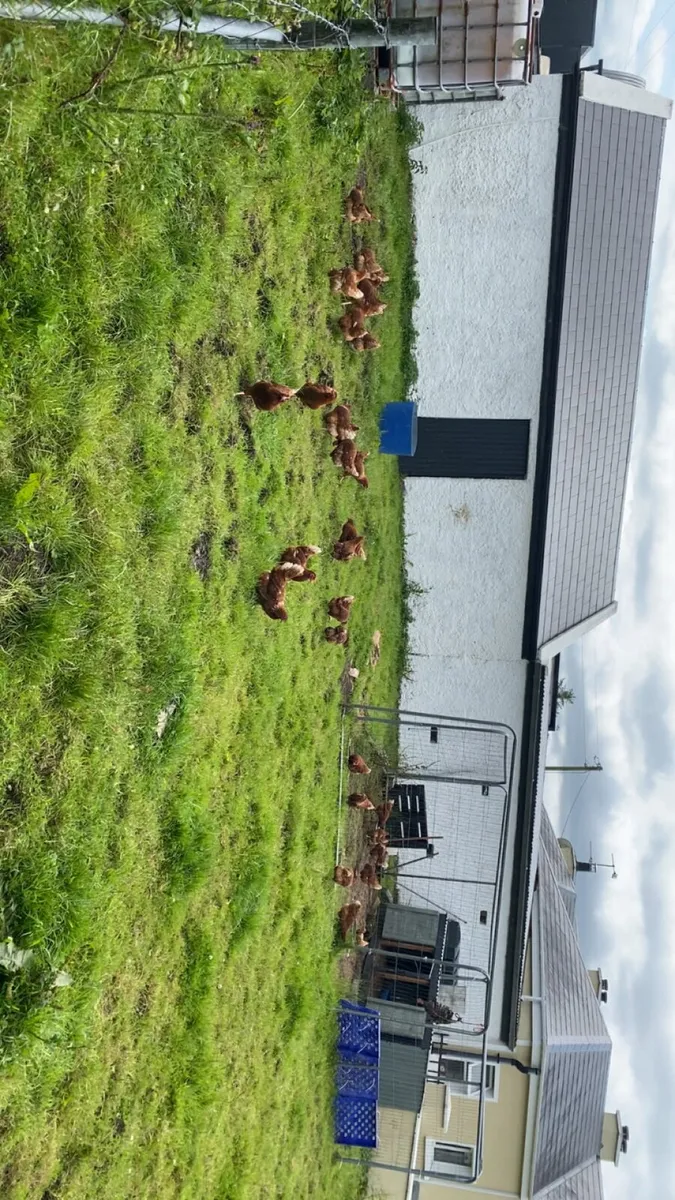 Great few range laying hens - Image 2
