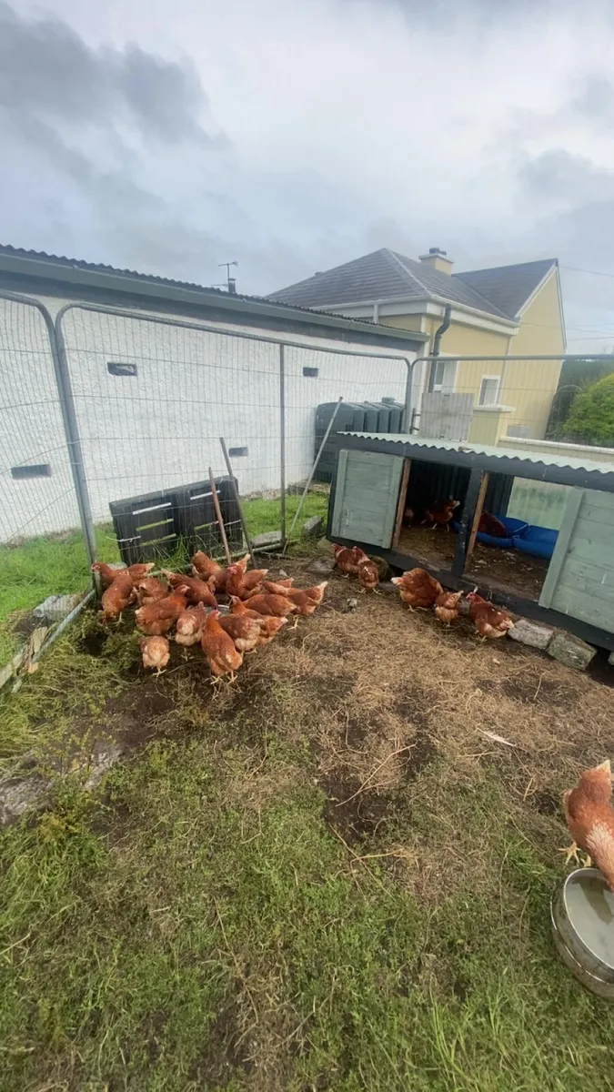 Great few range laying hens - Image 3