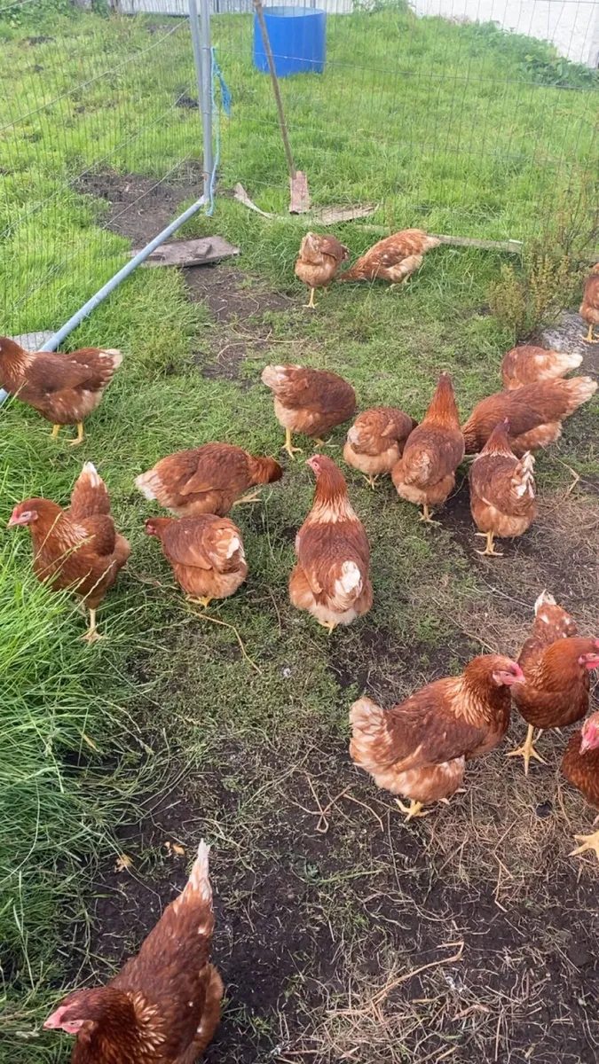 Great few range laying hens - Image 4