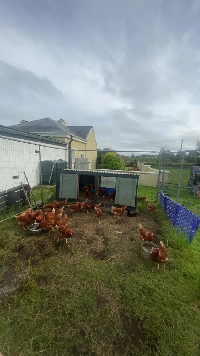Great few range laying hens - Image 1