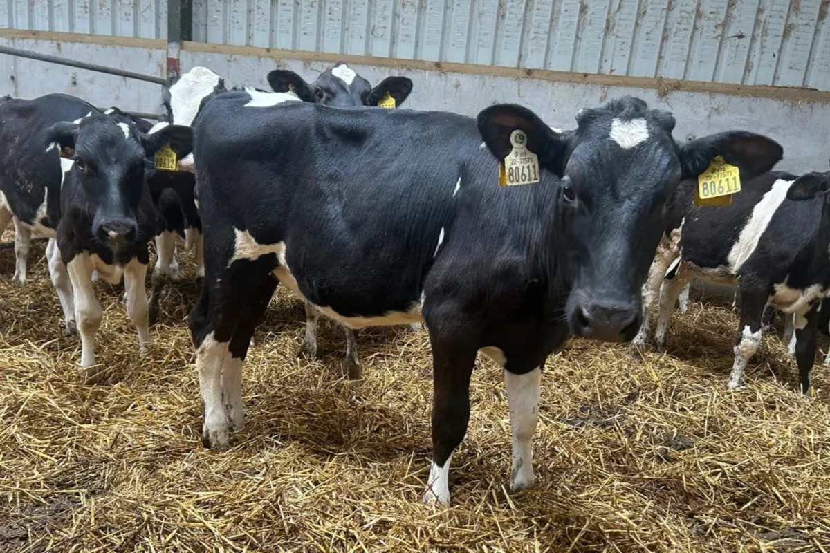 40 Weaned Calves From Milk Recorded Herd - Image 1