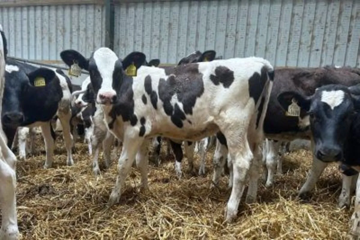 40 Weaned Calves From Milk Recorded Herd - Image 2