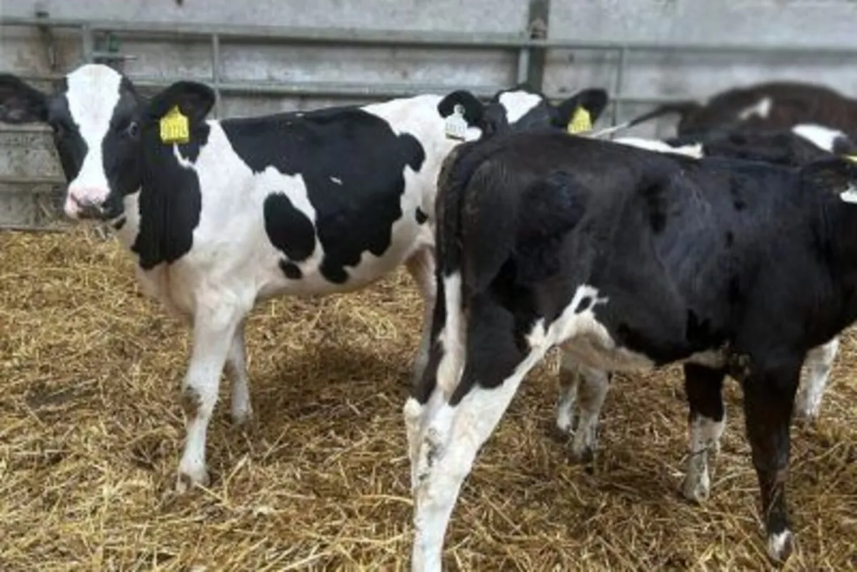 40 Weaned Calves From Milk Recorded Herd - Image 3