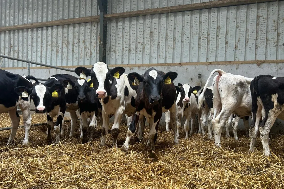 40 Weaned Calves From Milk Recorded Herd - Image 4