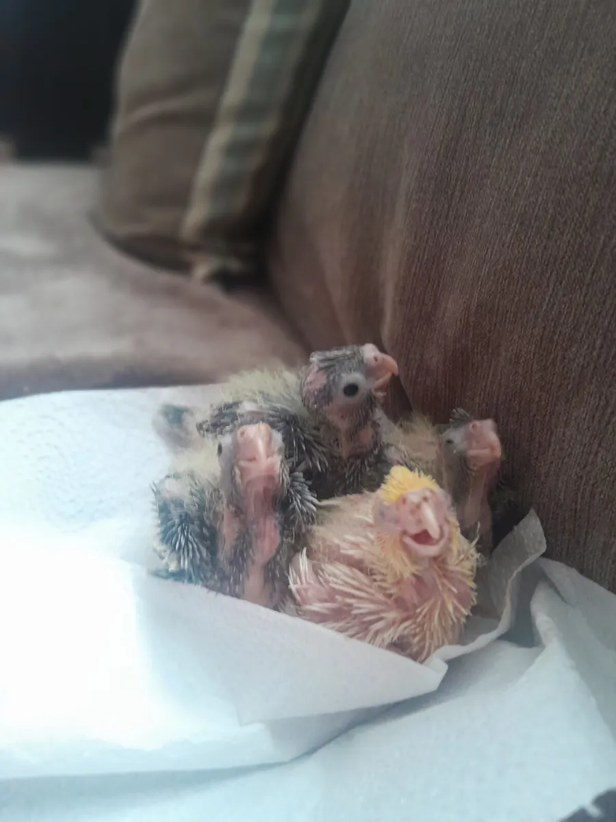 Handreared baby cockatiels - Image 3