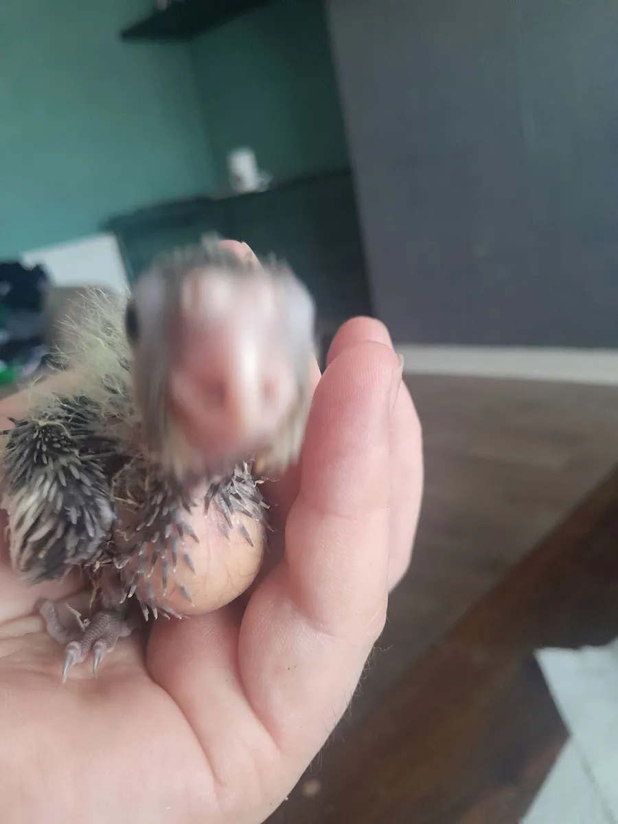 Handreared baby cockatiels - Image 4