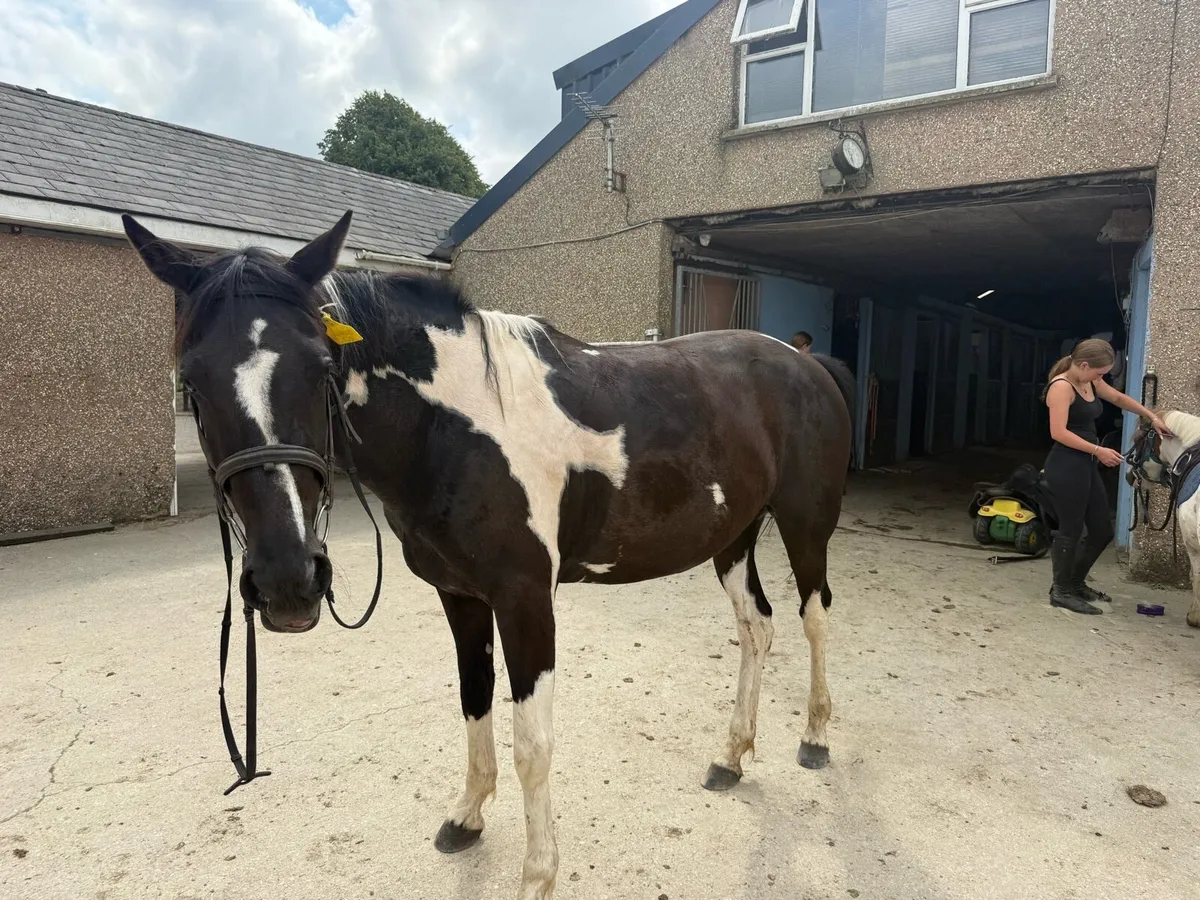 15.2 mare - Image 4