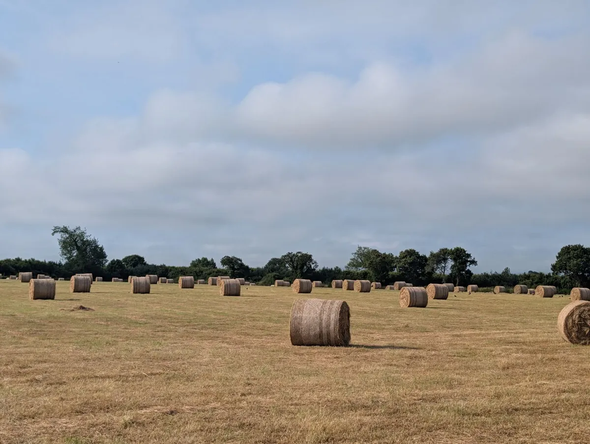 hay