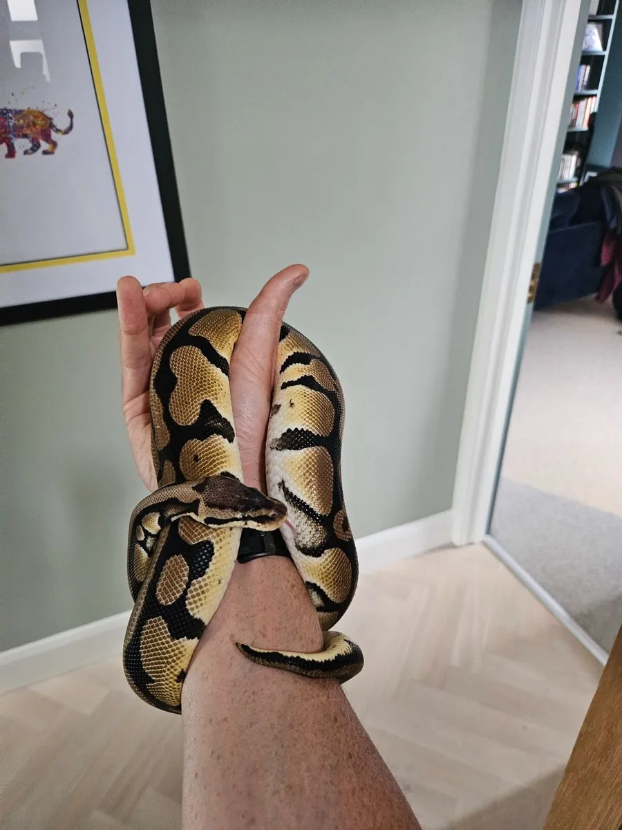 Ball Python - Image 2