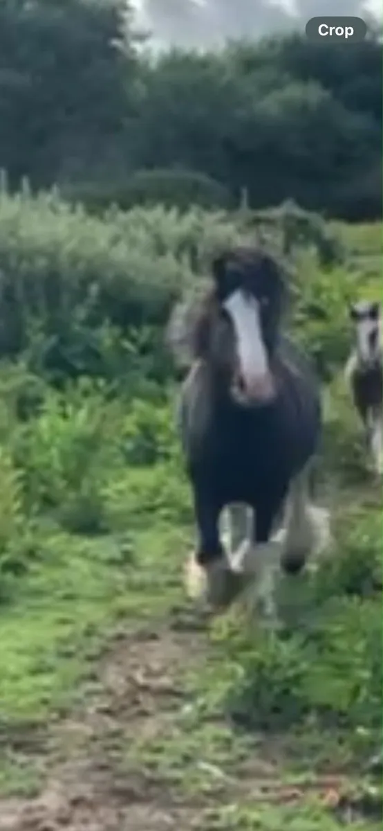 Horse - Image 1