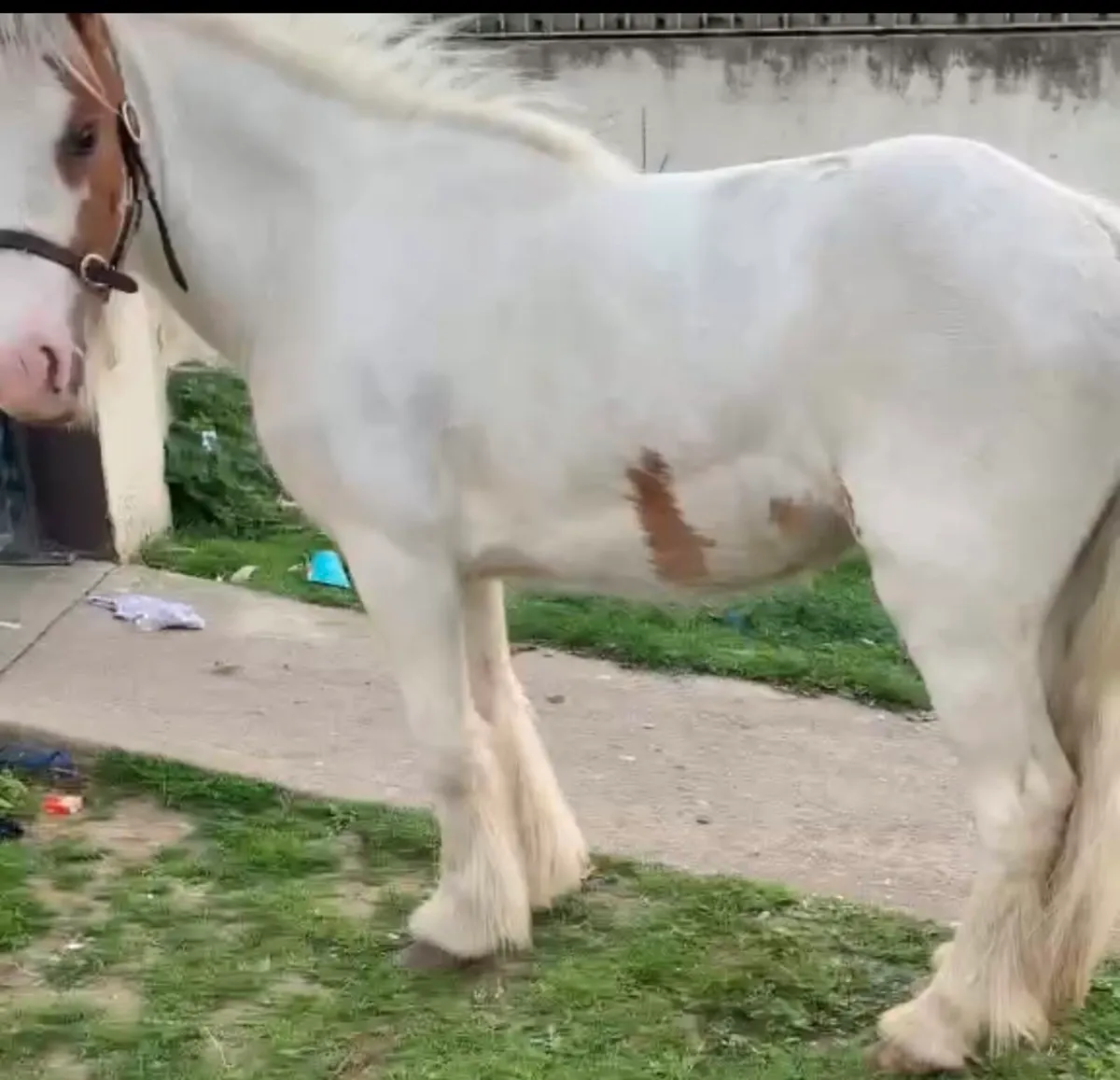 Horse - Image 3