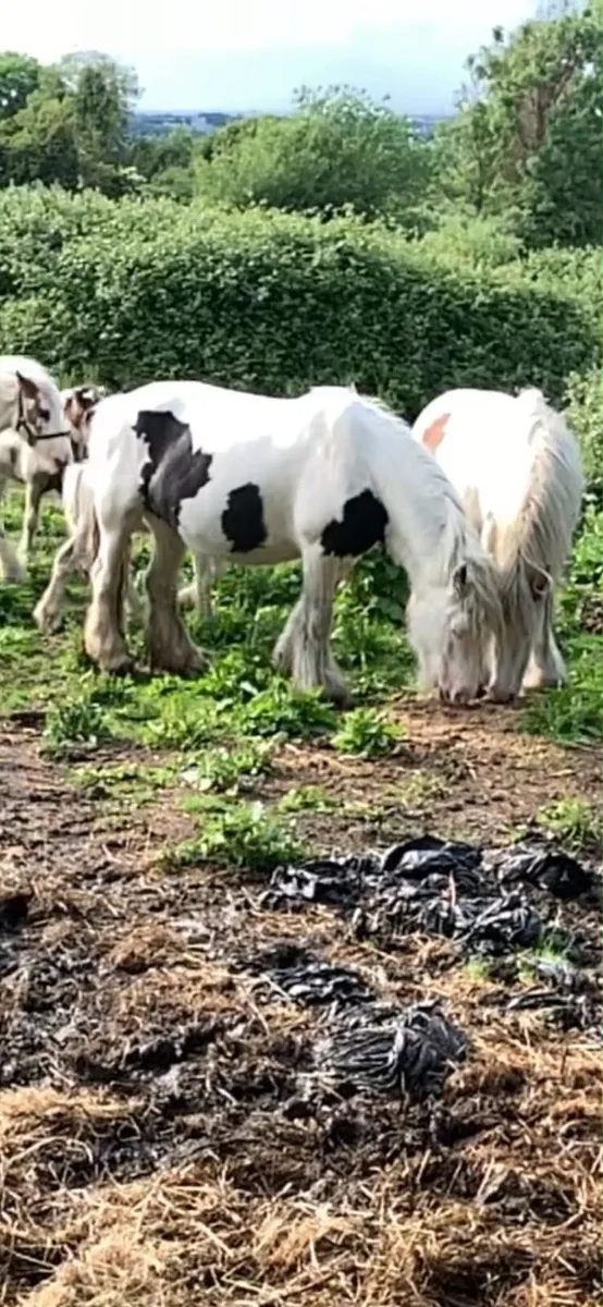 Horse - Image 2